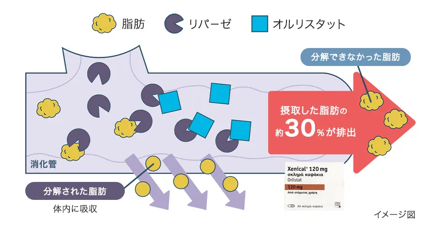 ゼニカルの作用機序
