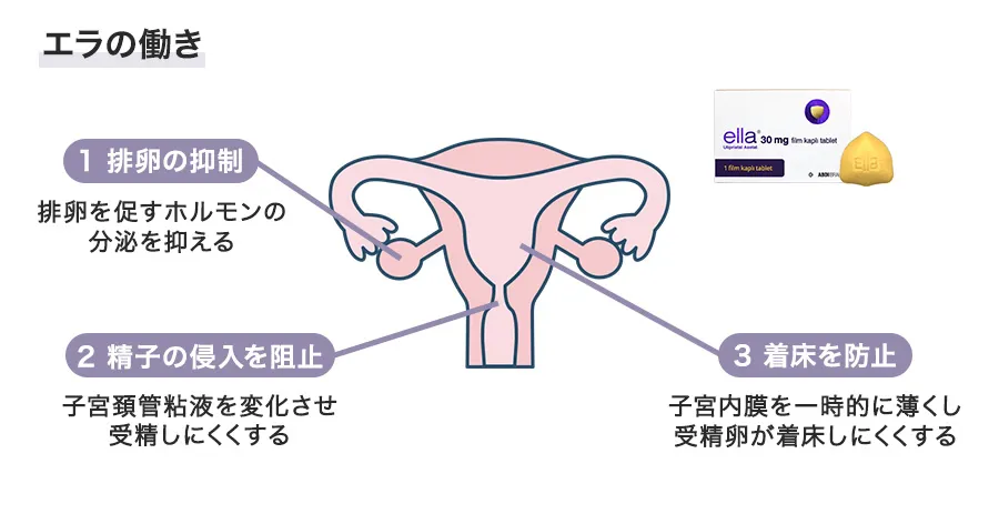 エラの作用機序