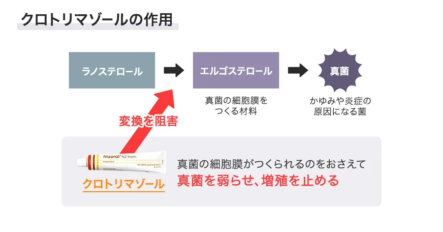 ニゾラールクリームの作用機序