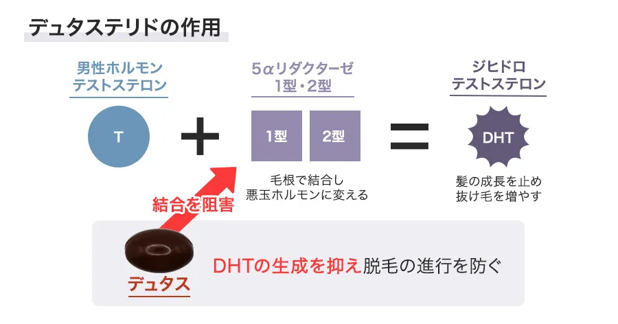 デュタステリドの作用
