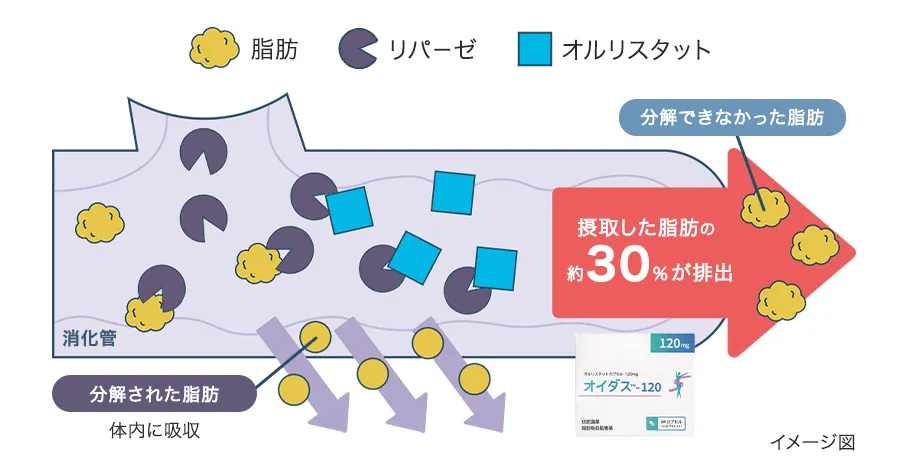 オイダスの作用機序
