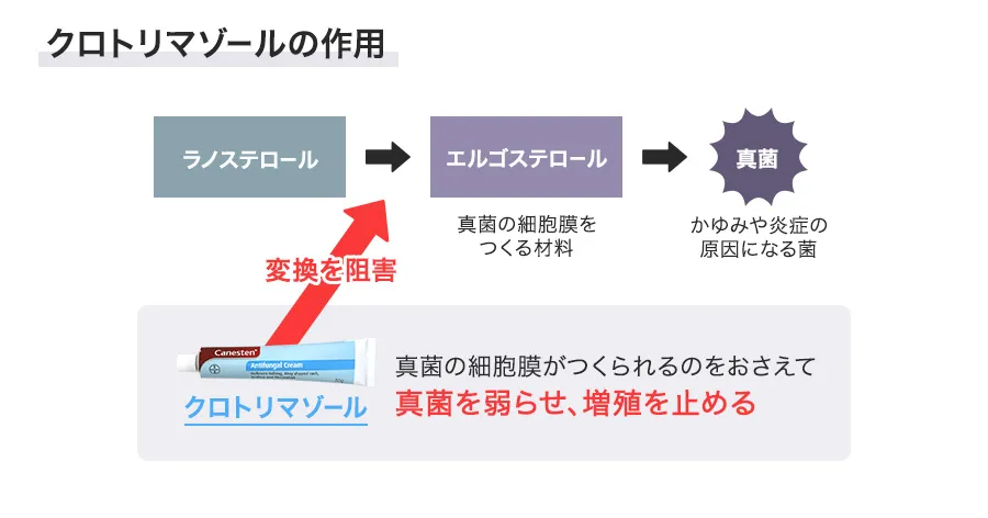 カーネステンクリームの作用機序