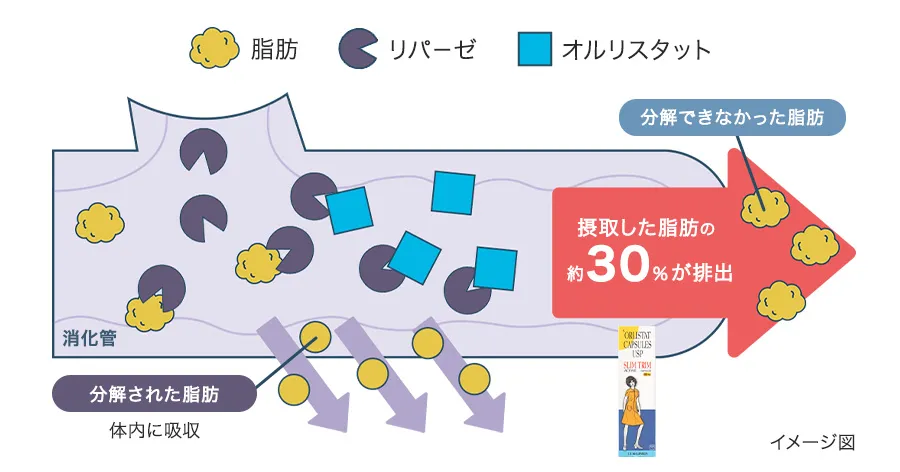 スリムトリムの作用機序