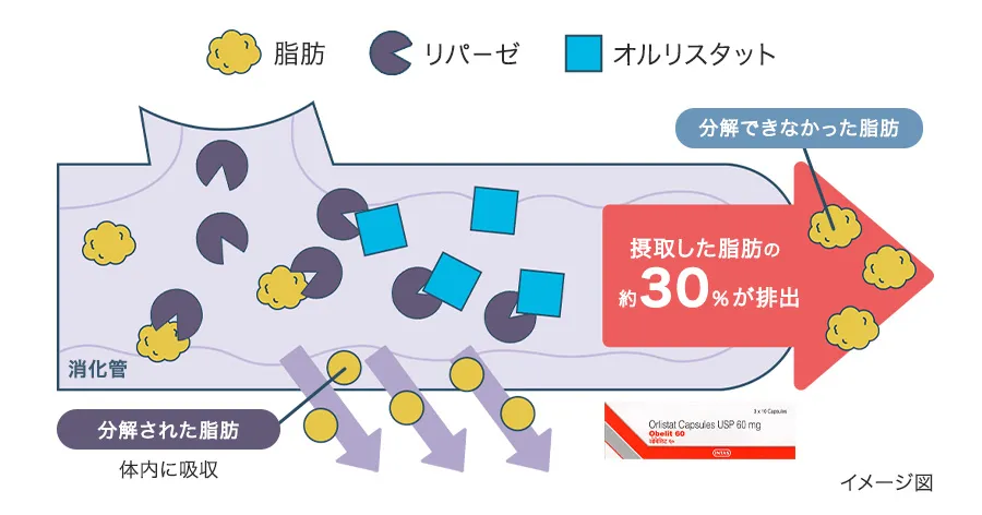 オベリットの作用機序