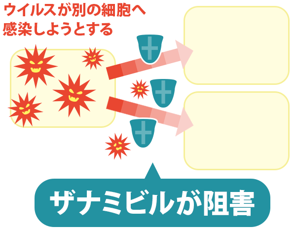 ザナミビルの働き